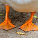 Illustration for article titled This One’s Just For The Foot Fetishists